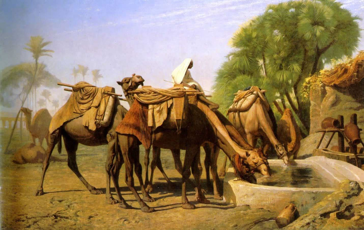 Kamele an der Tränke