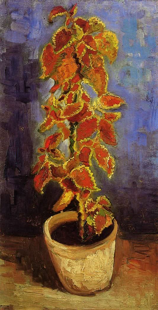 Coleus-Pflanze in einem Blumentopf