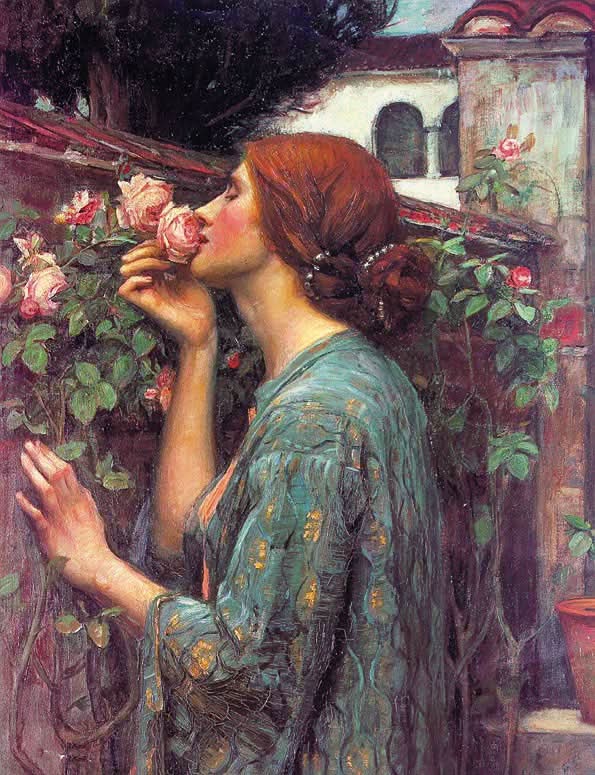 Meine süße Rose